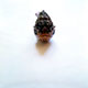 Imagette :  Regard féroce de poisson -  © Norbert Pousseur