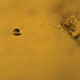 Imagette :  Etrange graine flottante -  © Norbert Pousseur