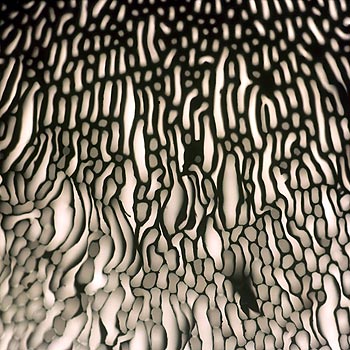 En attente de la suite, lamelles de champignon - © Norbert Pousseur