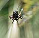 Grasshoppers, locusts and crickets - © Norbert Pousseur