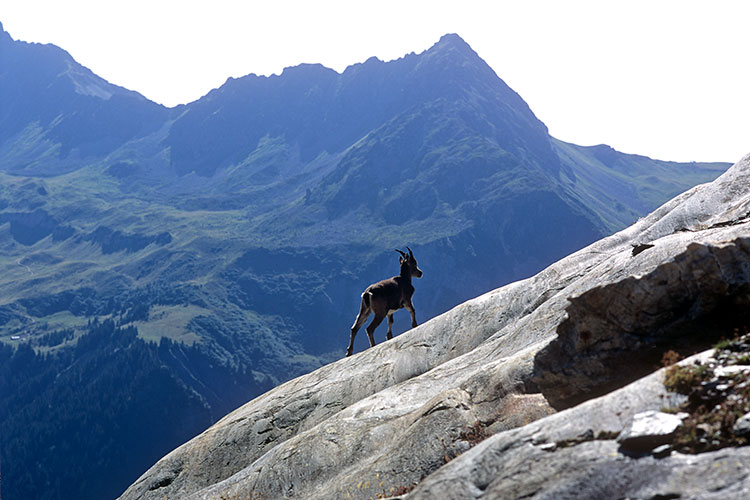 La Roselette et Chamois au glacier de Tré-la-Tête - © Norbert pousseur La Roselette et Chamois au glacier de Tré-la-Tête - © Norbert pousseur