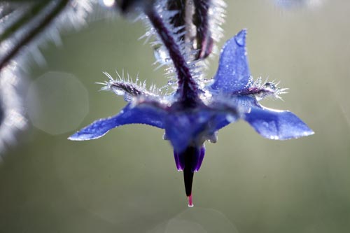 Fleur de Bourrache © Norbert Pousseur