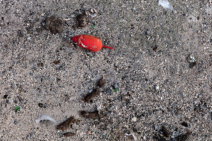 Souris rouges et crottes en semi-vie -  © Norbert Pousseur