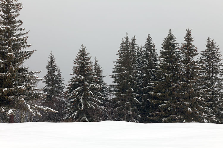 Epicéas sous la neige, aux Contamines-Montjoie - © Norbert pousseur Epicéas sous la neige, aux Contamines-Montjoie - © Norbert pousseur