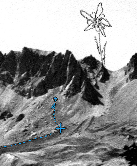 Dessin d'édelweiss, par Samivel aux Roches Franches - © Philippe Giet pour la carte postale, ©  Samivel pour le dessin Dessin d'édelweiss, par Samivel aux Roches Franches - © Philippe Giet pour la carte postale, ©  Samivel pour le dessin