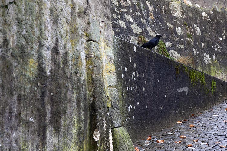 Corneille en murs de ville -  © Norbert Pousseur