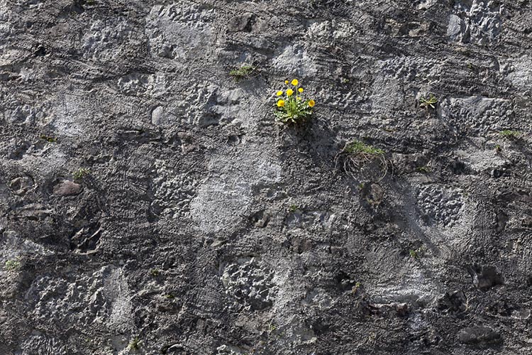 Plan de fleurs jaune dans mur gris-  © Norbert Pousseur