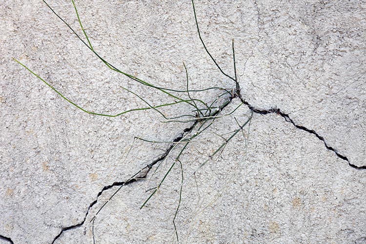 Plante dans fissure de mur -  © Norbert Pousseur