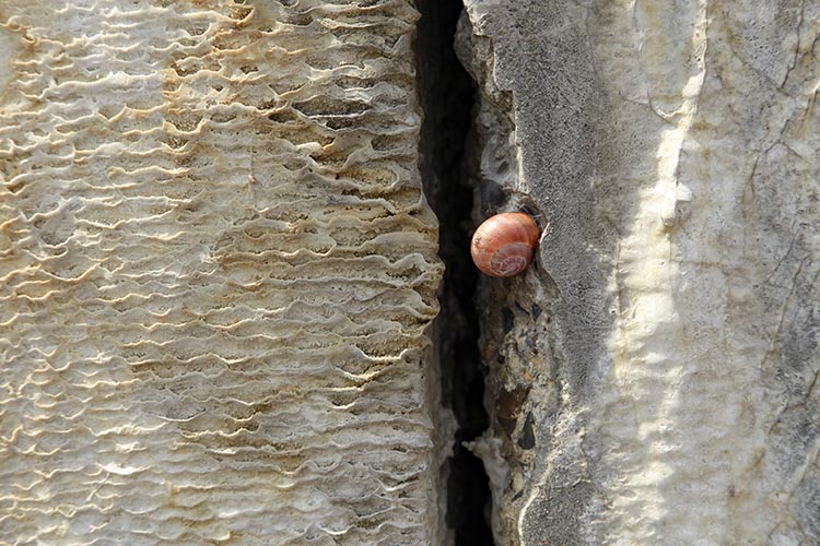 Coquille d'escargot rose sur mur gris-  © Norbert Pousseur