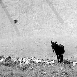 Ane contre un mur -  © Norbert Pousseur