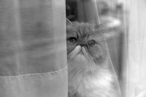 Chat à sa fenêtre -  © Norbert Pousseur