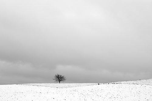 Arbre sur ciel d'hiver - © Norbert Pousseur